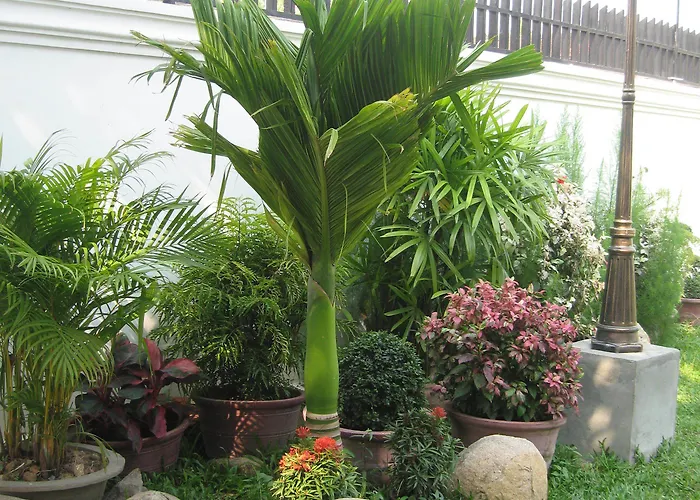 Templation Siem Reap